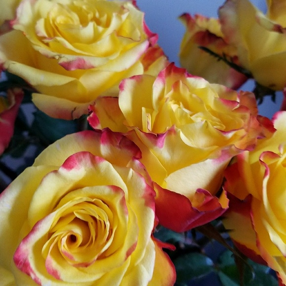 Meet your Posher, Jodi - Picture 1 of 1